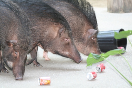 Well-behaved pigs do exist, at least in the zoo.